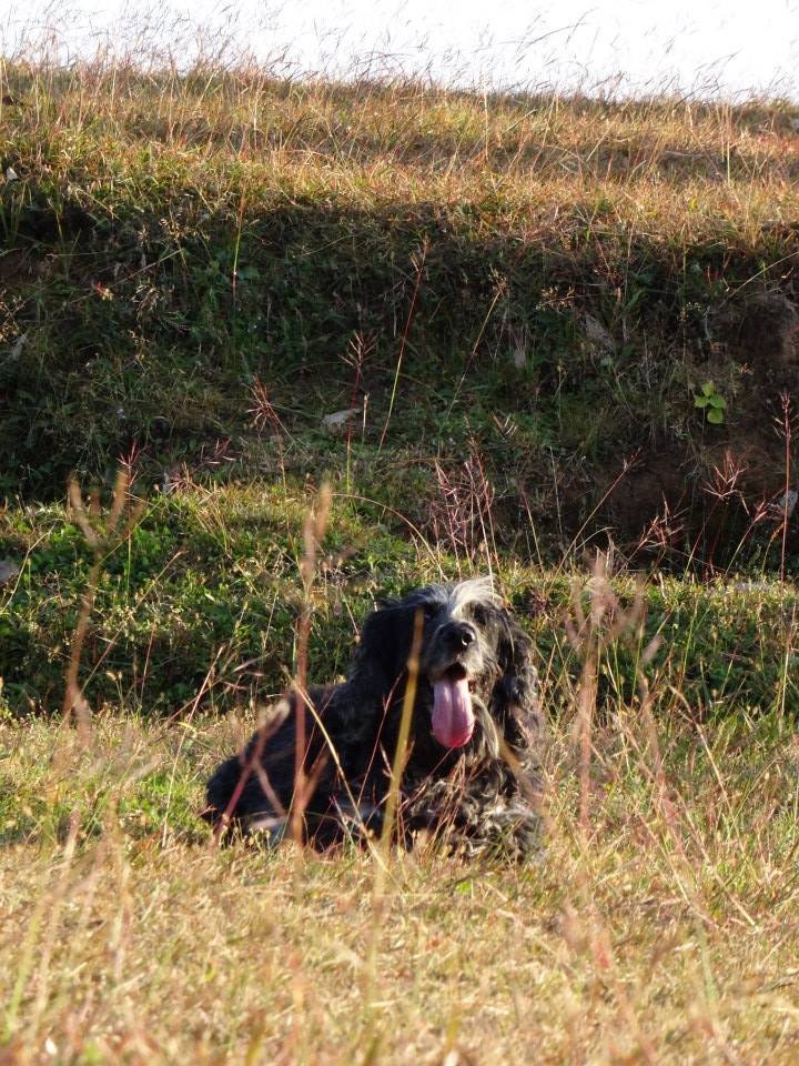 beloveddog04
