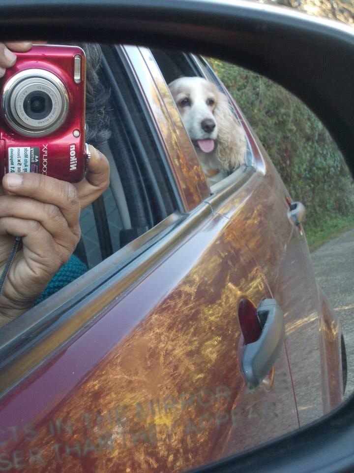 beloveddog05