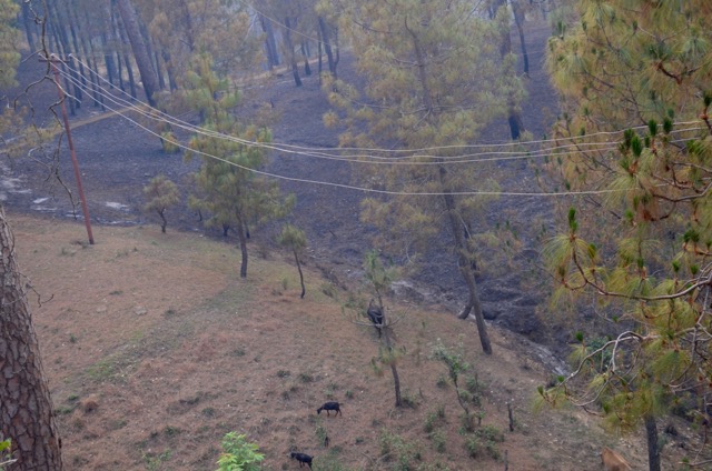 forestfire01