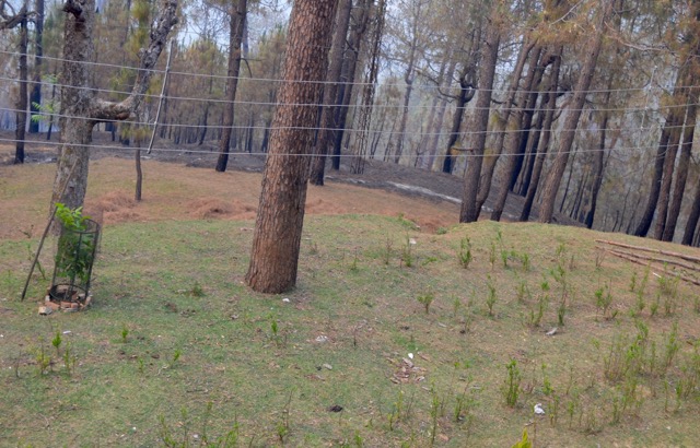 forestfire03