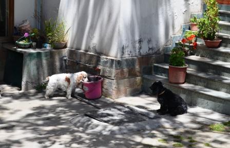 dog day 03