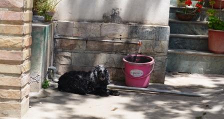 dog day 04