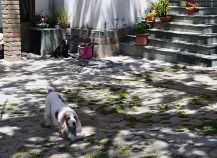 dog day 05