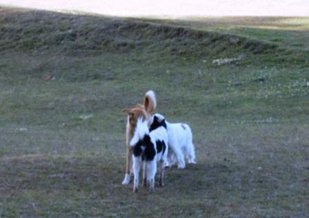 dog day 09
