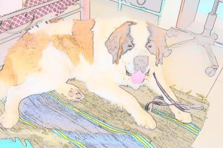dog rescue