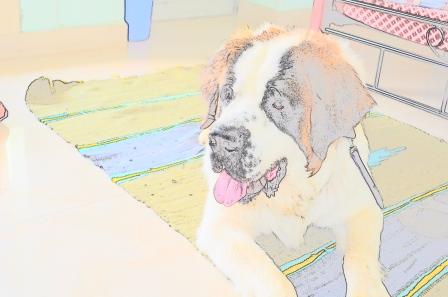 dog rescue3
