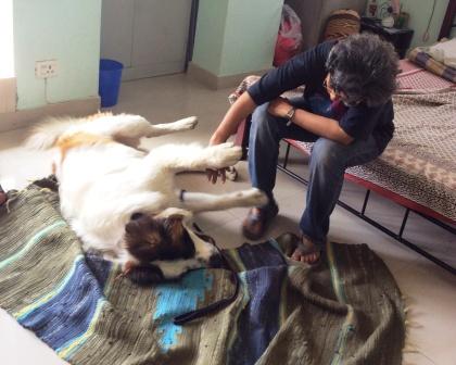 dogrescue1