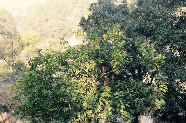 nimbu07