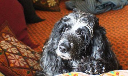 rescuedog4
